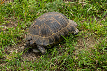 Obraz premium A wild tortoise walking through fresh green grass