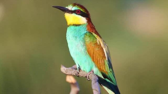 Beautiful European Bee-eater Merops apiaster sitting on a branch in profile