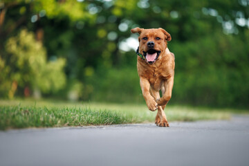 happy labrador dog running in the park off leash