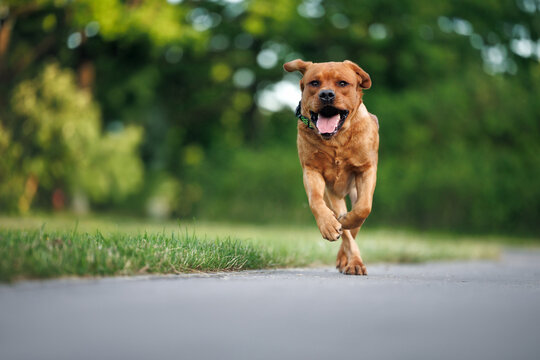 happy labrador dog running in the park off leash