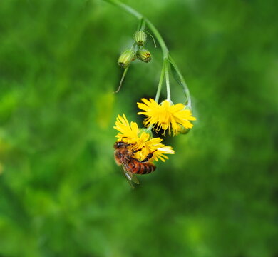 red mason bee looking for food