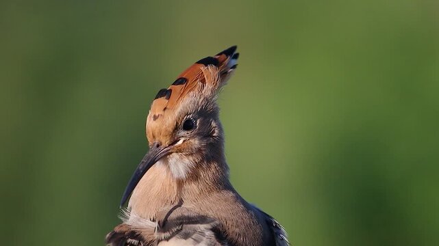 Close-up of a Eurasian Hoopoe preening its neck and chest