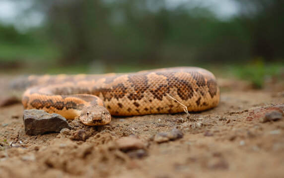 Common Sand Boa crawling on dry earthen ground, low angle view.