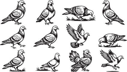 Obraz premium Pigeon and Dove Silhouette Illustrations Collection for Graphic Design Projects
