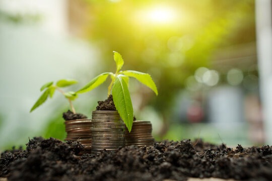 A small green seedling is growing on a stack of coins resting on fertile soil.
