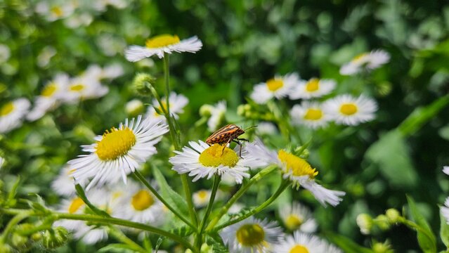 Macro shot of a striped shield bug (Graphosoma lineatum) sitting on white fleabane daisy wildflowers. Detailed insect view on a bright summer meadow with a soft green background
