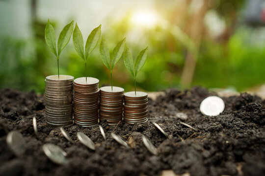 Small Green Plants Growing On Stacked Coins Arranged In Increasing Order Representing Financial Growth