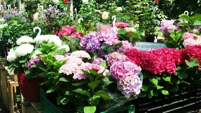 Colorful hydrangeas displayed for sale outdoors