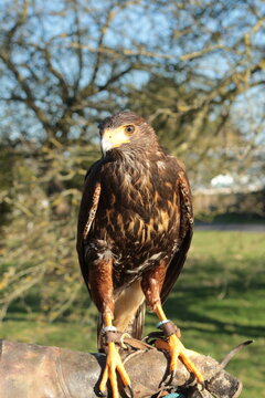 A Harris hawk on a falconers glove