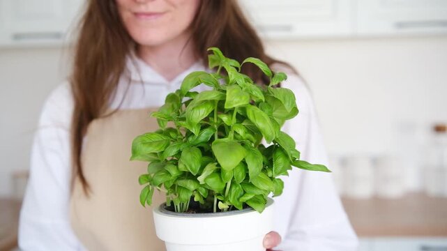 woman  holding potted basil plant in kitchen environment