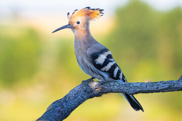 Eurasian hoopoe with partially raised crest perched on a dark branch in early morning light © drakuliren