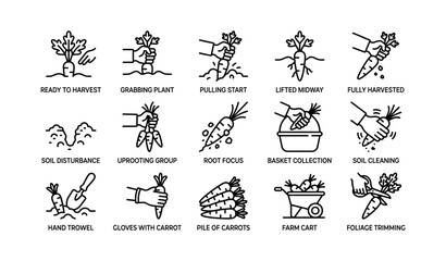 Fototapeta premium Carrot harvesting steps illustrated with hands in garden soil