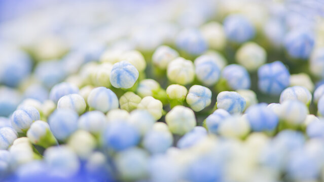 abstract art close up of a baby blue buds of hortensia flower background