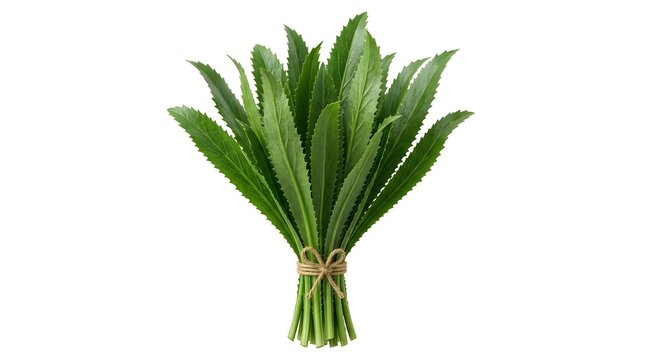 Fresh culantro bunch tied with twine, aromatic sawtooth coriander leaves on white background, organic long coriander herb for culinary seasoning