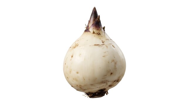 Fresh arrowhead tuber on white background, organic swamp potato root vegetable, raw sagittaria trifolia corm for traditional asian cooking