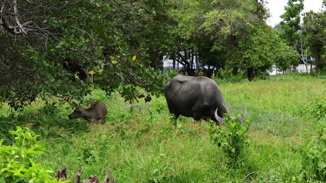 hai Water Buffalo Standing on Green Grass Under a Tree