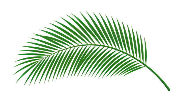 Detailed illustration of a single green palm frond with leaflets spread out