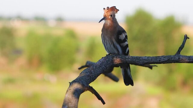 Eurasian Hoopoe stretching and preening on a tree branch