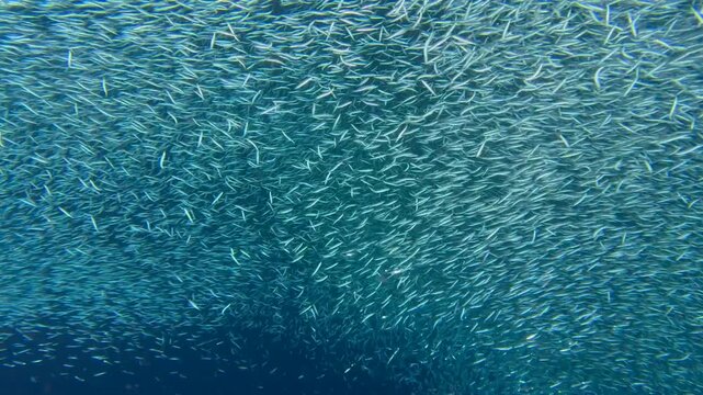A school of sardines forms a ball to hide from the shark. A flock herd  of millions of fish swirls around the camera and corals. Seascape with a baitball of sardine fish in the Caribbean Sea