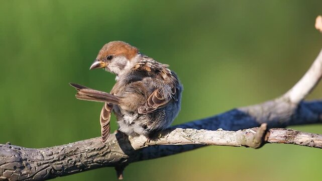 Eurasian Tree Sparrow cleaning its back feathers