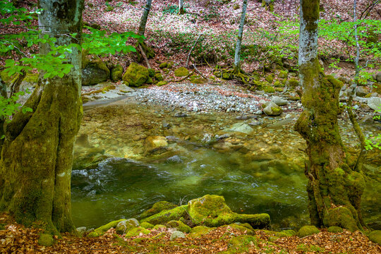Clear mountain river flowing through a lush green forest with mossy rocks and trees