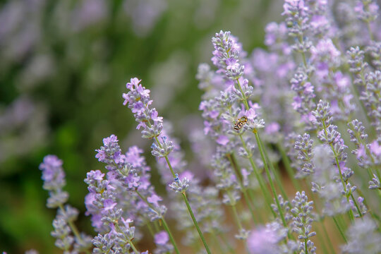 beautiful blooming lavender flowers with a small hoverfly in a sunny field