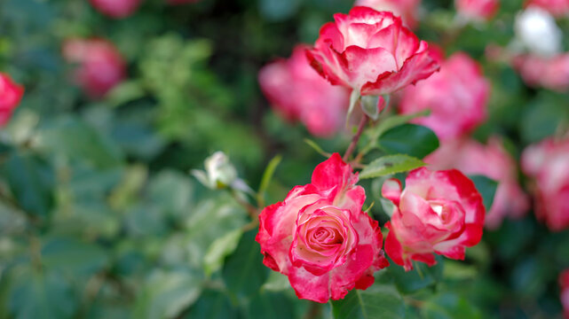 Beautiful cluster of bi-color pink and white roses blooming in a summer garden