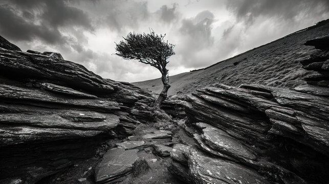 windswept. Solitary tree growing from rock crevice with windswept branches against dramatic sky. travel magazines, destination branding, designed for outdoor magazines and nature guides.
