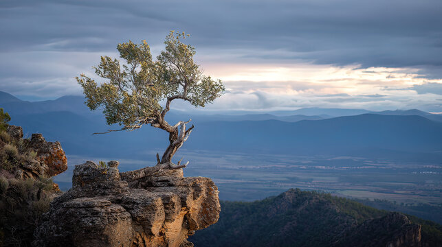 windswept. Solitary tree growing from rock crevice with windswept branches against dramatic sky. travel magazines, destination branding, designed for outdoor magazines and nature guides.
