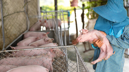 A woman holding a newborn piglet on a farm. © K.Pornsatid