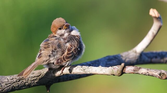 Eurasian Tree Sparrow fluffing feathers on a branch