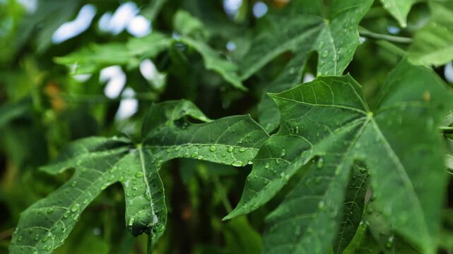 Close-up footage of clear water droplets resting on a lush green leaf in a natural outdoor environment. Fresh botanical macro scene highlighting moisture, texture, and vibrant foliage, ideal for natur