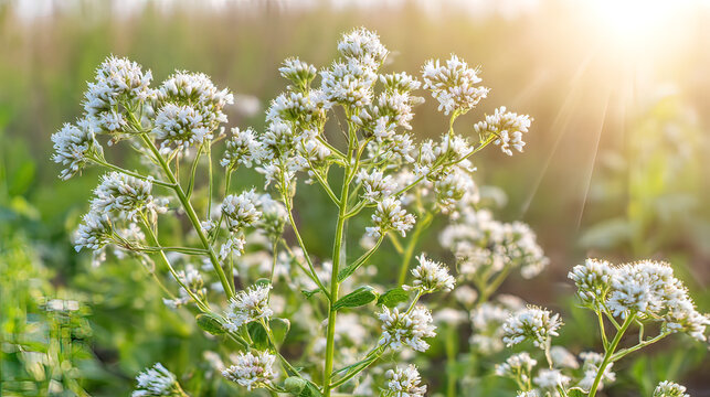 valerian. White valerian flowers swaying softly during golden hour in a botanical setting. gardening catalogs, home-decor guides, designed for home decor and floral branding, promotes healthy living.
