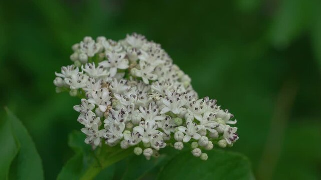 European Dwarf Elder in slight breeze, flowering (Sambucus ebulus) - (4K)