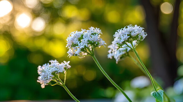 valerian. White valerian flowers swaying softly during golden hour in a botanical setting. gardening catalogs, home-decor guides, designed for home decor and floral branding, promotes healthy living.
