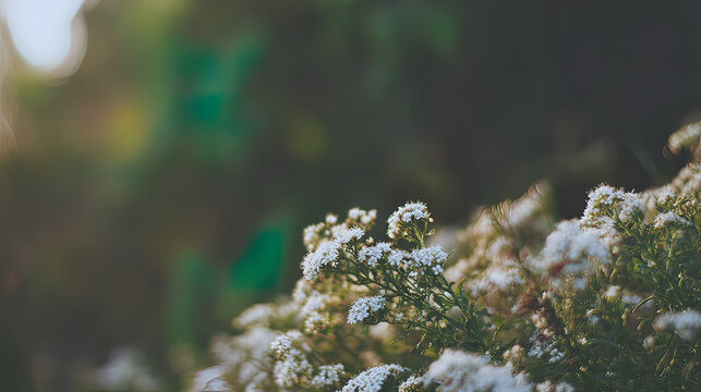 valerian. White valerian flowers swaying softly during golden hour in a botanical setting. gardening catalogs, home-decor guides, designed for home decor and floral branding, promotes healthy living.
