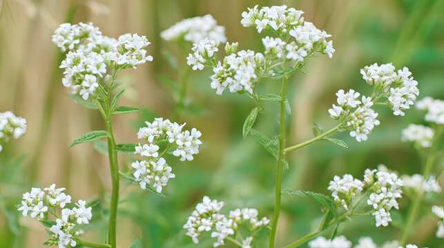 valerian. White valerian flowers swaying softly during golden hour in a botanical setting. gardening catalogs, home-decor guides, designed for home decor and floral branding, promotes healthy living.
