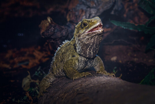 Close-Up Portrait of a Tuatara Reptile Resting on a Forest Log