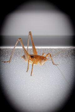 Macro shot of an orange brown katydid on a window pane with a dramatic dark vignette border. Creative lighting, close-up bush-cricket fine art photography.