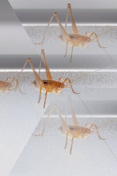 Conceptual abstract multi-exposure pattern of an orange brown katydid on a window pane. Creative digital collage and reflection effect with multiple insects.