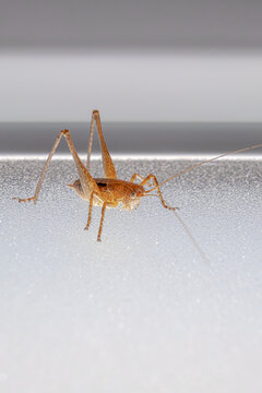 Macro shot of a brown grasshopper isolated on white background, close-up of insect detailed anatomy and long antennae, minimalist wildlife photography