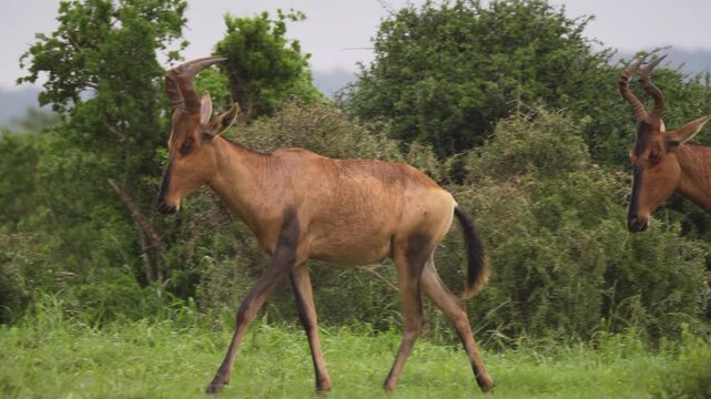 Jackson's Hartebeest Antelopes Walking in African Savanna