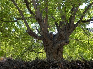 Obraz premium old oak tree