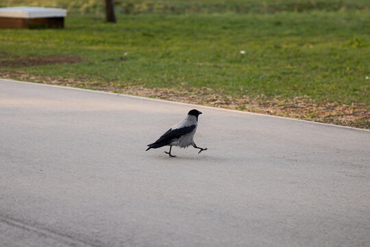 Crow walking on a paved path in a park, with green grass and trees visible in the background, showcasing a serene outdoor environment in Riga, Latvia