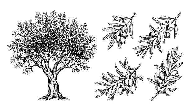 Olive Tree and Olive Branch Botanical Hand Drawn Vector Collection with Detailed Leaves and Fruits