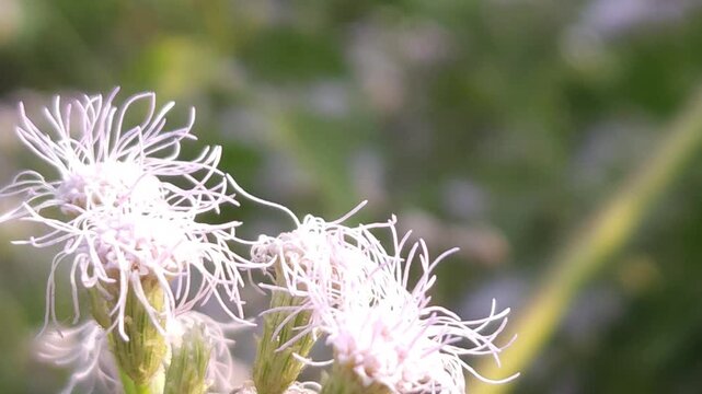 Skipper Butterfly Collecting Nectar from White Wildflowers, Macro Close Up, Butterfly Pollination, Tropical Wildlife, Natural Habitat, Garden Insect, 4K Cinematic Stock Footage