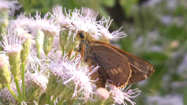 Skipper Butterfly Collecting Nectar from White Wildflowers, Macro Close Up, Butterfly Pollination, Tropical Wildlife, Natural Habitat, Garden Insect, 4K Cinematic Stock Footage