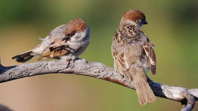 Pair of Eurasian Tree Sparrows preening their feathers together