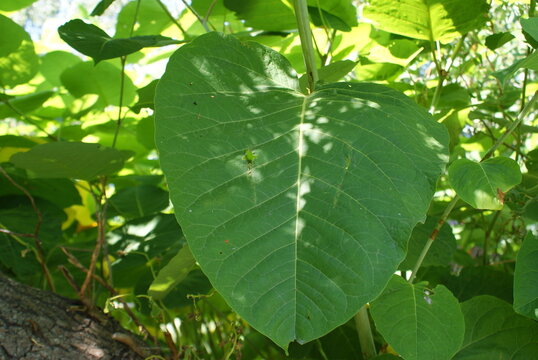 Macro shot of a large green heart-shaped leaf with sun shadows and veins detail (Bliskie ujęcie dużego zielonego liścia w kształcie serca z cieniami słońca i detalem unerwienia).