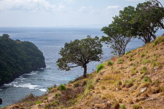 Trees on a dry grassy clifftop overlooking the deep blue sea near Atuh Beach, Nusa Penida, Bali, Indonesia.